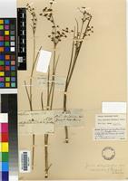 Type of Juncus exsertus Buchenau [family JUNCACEAE]