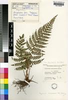 Holotype of Polystichum transvaalense N.C.Anthony [family DRYOPTERIDACEAE]