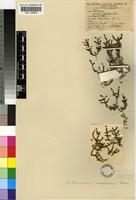 Isotype of Arthrocnemum xerophilum Toelken [family CHENOPODIACEAE]