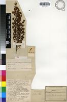 Type of Erica aemula Guthrie&Bolus [family ERICACEAE]
