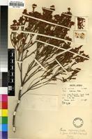 Holotype of Erica capensis Salter [family ERICACEAE]