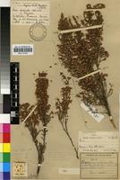 Holotype of Erica rhodantha Guthrie&Bolus [family ERICACEAE]
