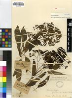 Isotype of Nuxia floribunda Benth. [family BUDDLEJACEAE]