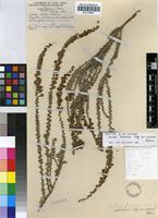 Holotype of Selago welwitschii Rolfe var. australis Hilliard [family SCROPHULARIACEAE]