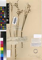 Type of Juncus exsertus Buchenau [family JUNCACEAE]