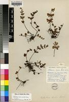Type of Notholaena leachii Schelpe [family PTERIDACEAE]