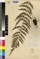 Holotype of Asplenium pseudoauriculatum Schelpe [family ASPLENIACEAE]