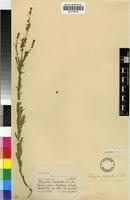 Lectotype of Polygala producta N.E.Br. [family POLYGALACEAE]