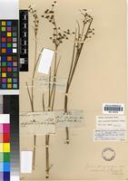 Type of Juncus exsertus Buchenau [family JUNCACEAE]