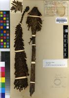 Isotype of Aloe excelsa A.Berger [family ASPHODELACEAE]