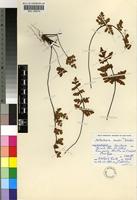 Paratype of Notholaena leachii Schelpe [family PTERIDACEAE]