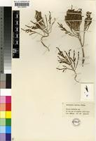Isotype of Salicornia uniflora Toelken [family CHENOPODIACEAE]