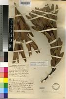Isotype of Leucadendron cryptocephalum Guthrie [family PROTEACEAE]