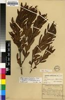 Isotype of Rhus oblanceolata Schinz [family ANACARDIACEAE]