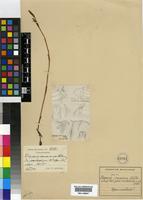 Holotype of Disperis concinna Schltr. [family ORCHIDACEAE]