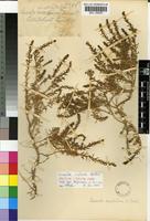 Isotype of Suaeda inflata Aellen [family CHENOPODIACEAE]