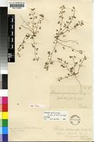 Isotype of Lotononis pachycarpa Dinter ex B.-E.van Wyk [family FABACEAE]