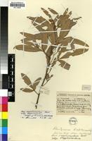 Isotype of Rhus magalismontana Sond. subsp. magalismontana [family ANACARDIACEAE]