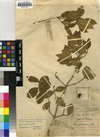 Type of Chionanthus foveolatus (E.Mey.) Stearn subsp. tomentellus (I.Verd.) Stearn [family OLEACEAE]