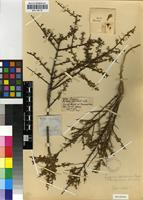 Isosyntype of Lycium schizocalyx C.H.Wright [family SOLANACEAE]