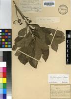 Type of Plectronia foliosa Burtt Davy [family RUBIACEAE]