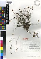 Isotype of Leucoptera oppositifolia B.Nord. [family ASTERACEAE]