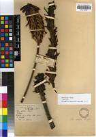 Isotype of Aloe excelsa A.Berger [family ASPHODELACEAE]