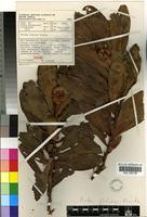 Isotype of Protea foliosa Rourke [family PROTEACEAE]