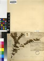 Isosyntype of Lycium schizocalyx C.H.Wright [family SOLANACEAE]