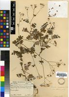 Type of Cineraria mazoensis Sp. Moore [family ASTERACEAE]