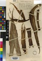 Type of Strelitzia caudata R.A.Dyer [family STRELITZIACEAE]