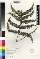 Holotype of Polystichum transvaalense N.C.Anthony [family DRYOPTERIDACEAE]