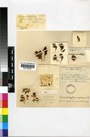 Holotype of Chasmatophyllum maninum L.Bolus [family MESEMBRYANTHEMACEAE]