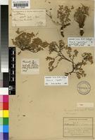 Isolectotype of Lotononis laxa Eckl.&Zeyh. var. multiflora Dummer [family FABACEAE]