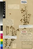 Type of Hermannia amabilis Marloth ex K.Schum. [family STERCULIACEAE]
