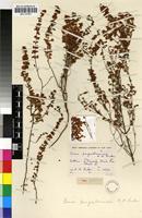 Holotype of Erica purgatoriensis H.A.Baker [family ERICACEAE]