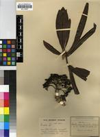Type of Pavetta disarticulata Galpin [family RUBIACEAE]