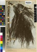Isolectotype of Restio quadratus Mast. [family RESTIONACEAE]