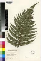 Holotype of Polystichum transvaalense N.C.Anthony [family DRYOPTERIDACEAE]