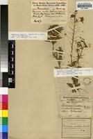 Type of Hermannia amabilis Marloth ex K.Schum. [family STERCULIACEAE]