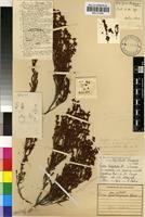 Holotype of Erica zwartbergensis Bolus [family ERICACEAE]