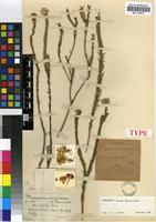 Holotype of Felicia westae (Fourc.) Grau [family ASTERACEAE]