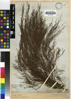 Isolectotype of Restio quadratus Mast. [family RESTIONACEAE]