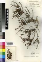 Isotype of Arthrocnemum mossianum Toelken [family CHENOPODIACEAE]