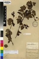 Type of Gymnosporia harveyana Loes. subsp. harveyana [family CELASTRACEAE]