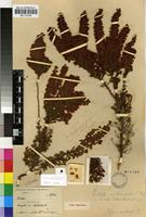 Holotype of Erica autumnalis L.Bolus [family ERICACEAE]