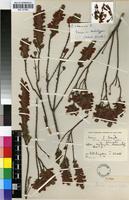 Isotype of Erica cremea Dulfer [family ERICACEAE]