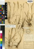 Isotype of Poa heterogama Hack. [family POACEAE]