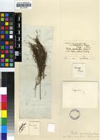 Isolectotype of Restio quadratus Mast. [family RESTIONACEAE]