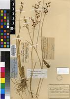Type of Juncus exsertus Buchenau [family JUNCACEAE]